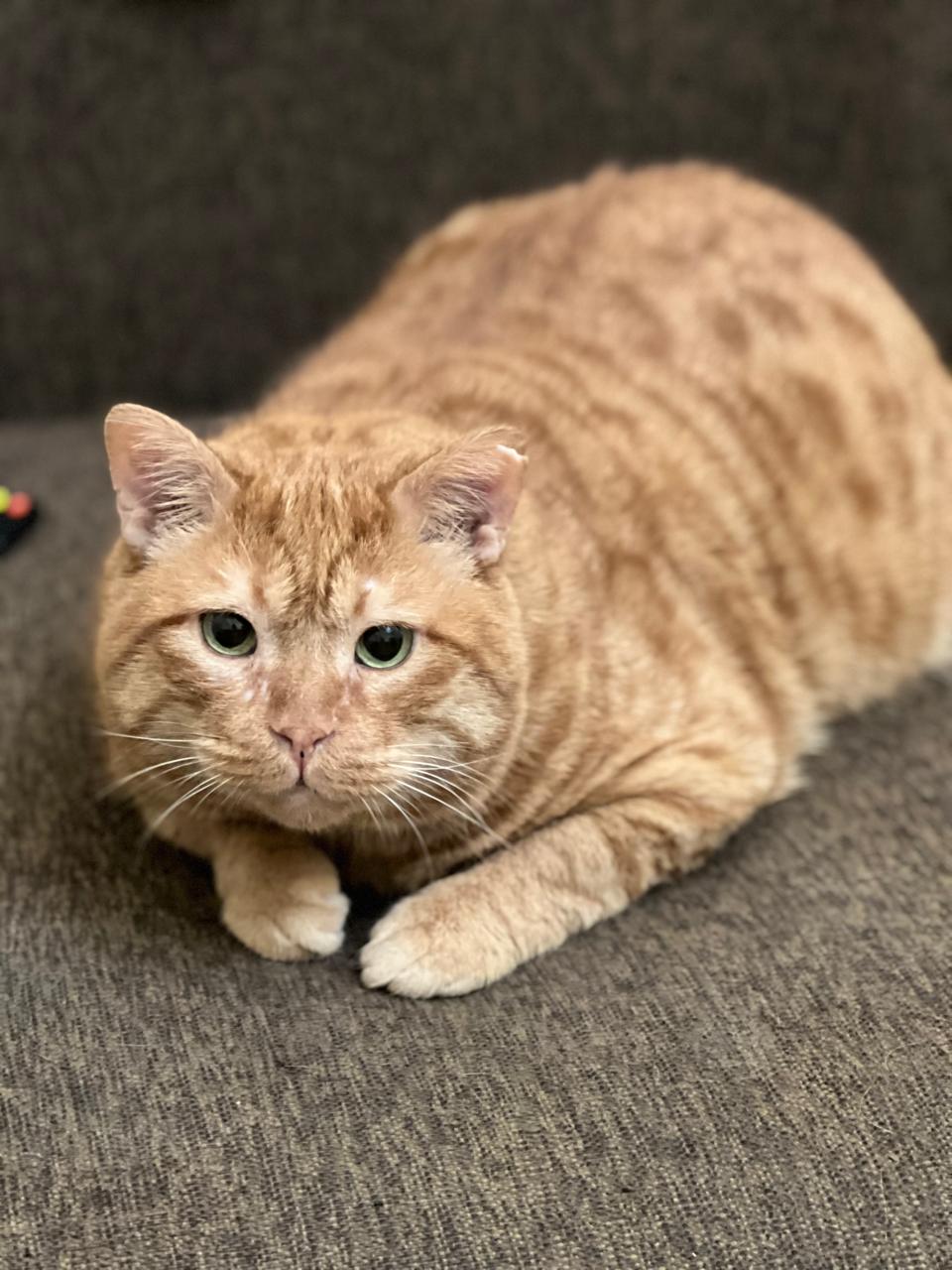 Scientists Solve Decades-Old Mystery of Ginger Cats