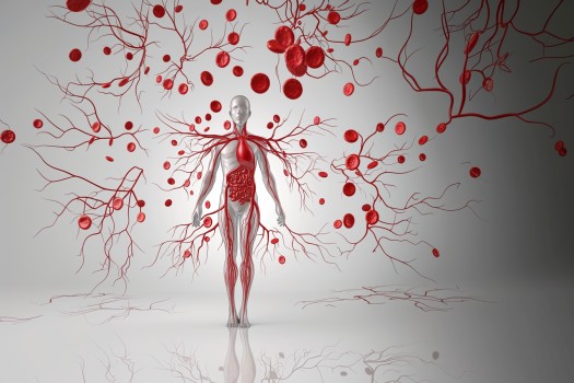 What is the Total Length of Human Blood Vessels?
